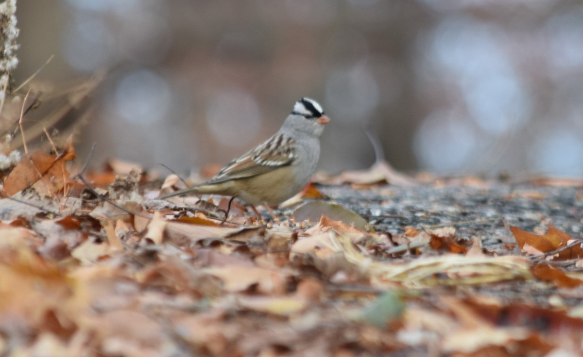White-crowned Sparrow - ML189485201