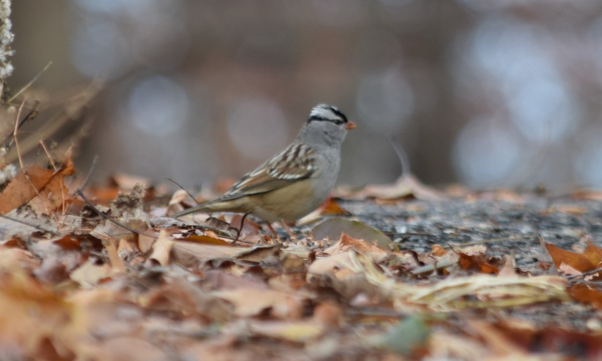 White-crowned Sparrow - Anne Mytych