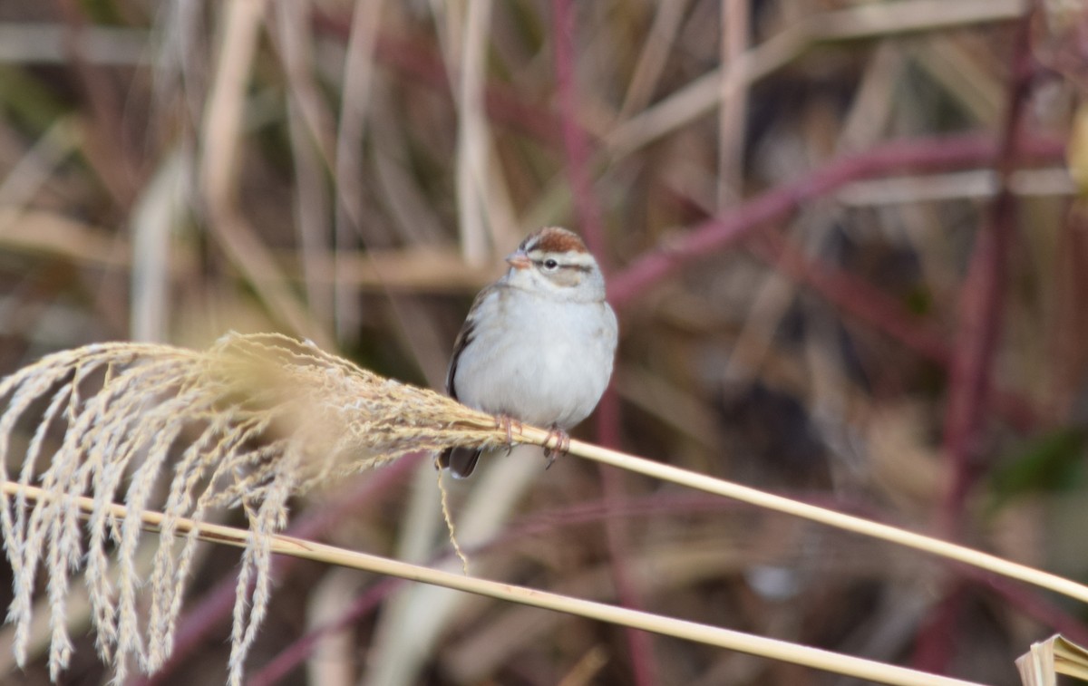 Chipping Sparrow - ML189486571