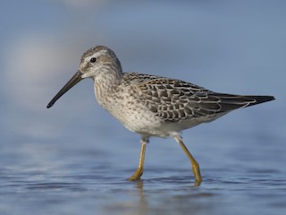 stilt sandpiper winter