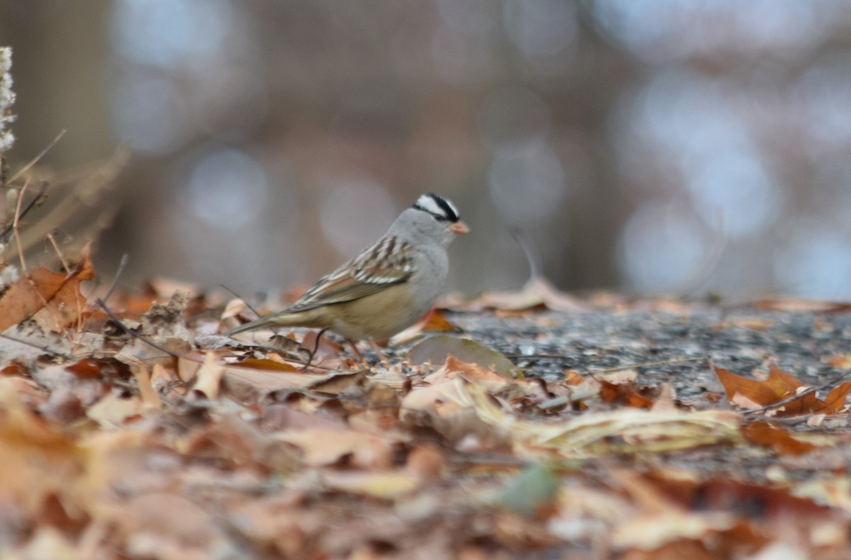 White-crowned Sparrow - ML189488371