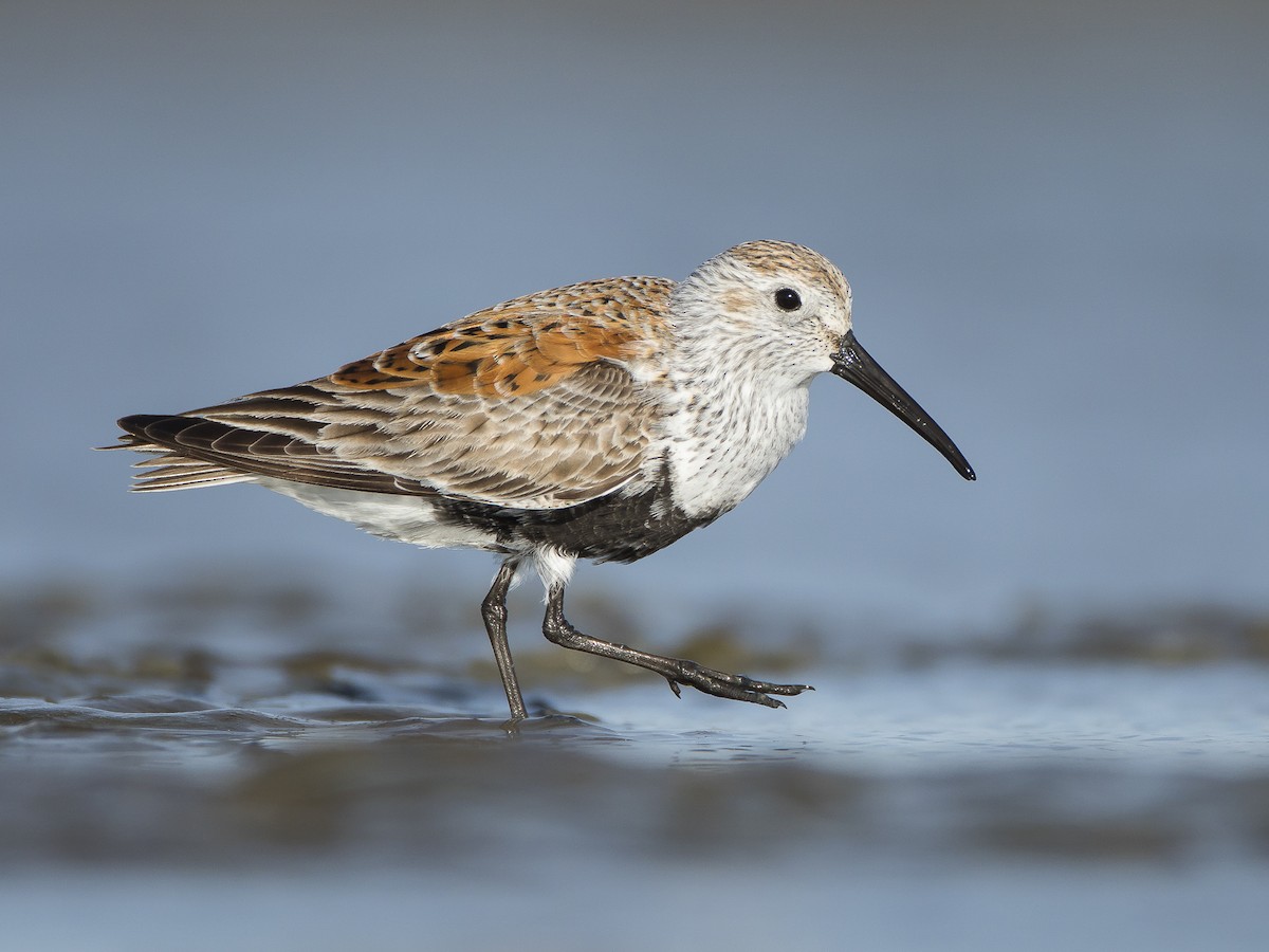 Dunlin - Calidris alpina - Birds of the World