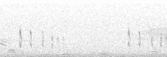 Black-billed Shrike-Tyrant - ML189489