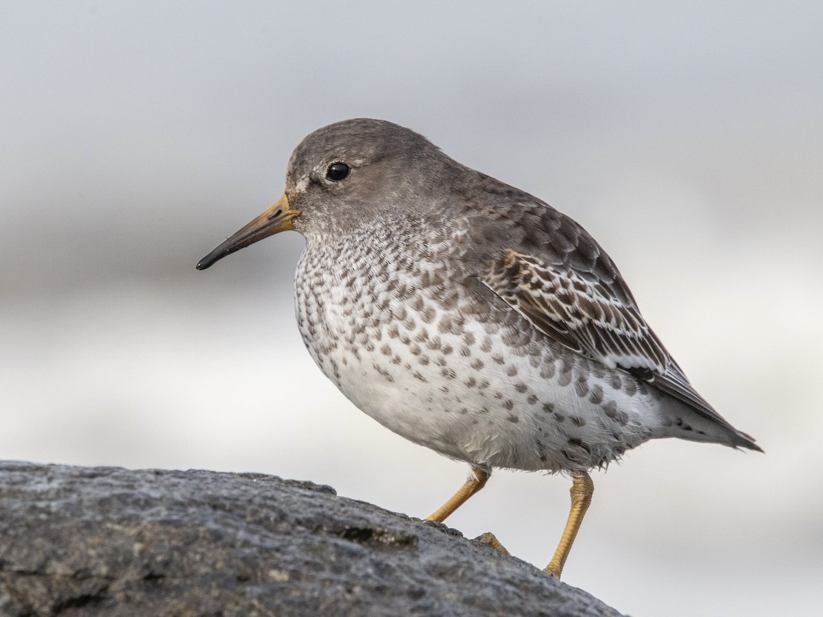 Rock Sandpiper - Calidris ptilocnemis - Birds of the World