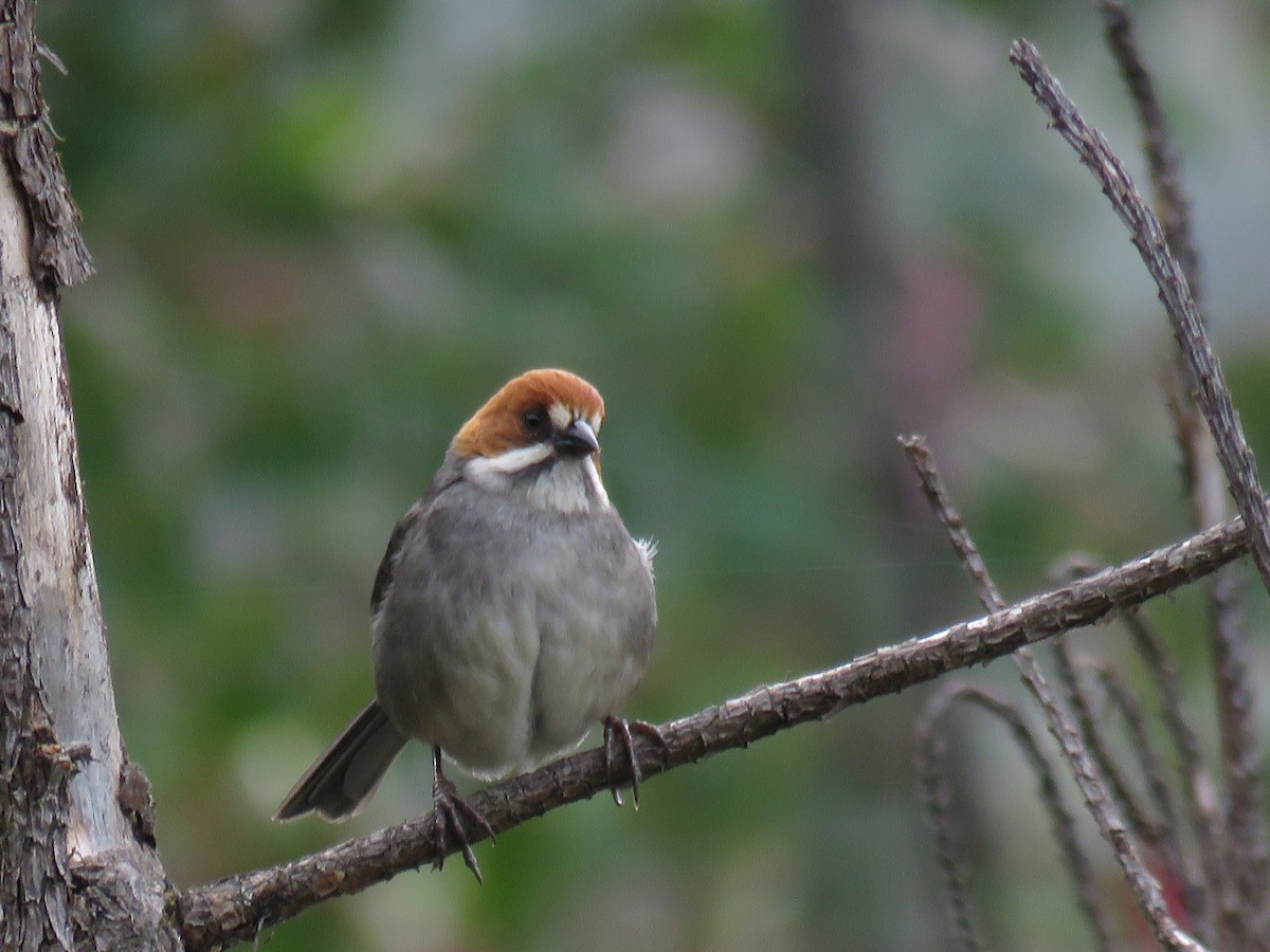 Rufous-eared Brushfinch - Manuel Roncal Inca Finch