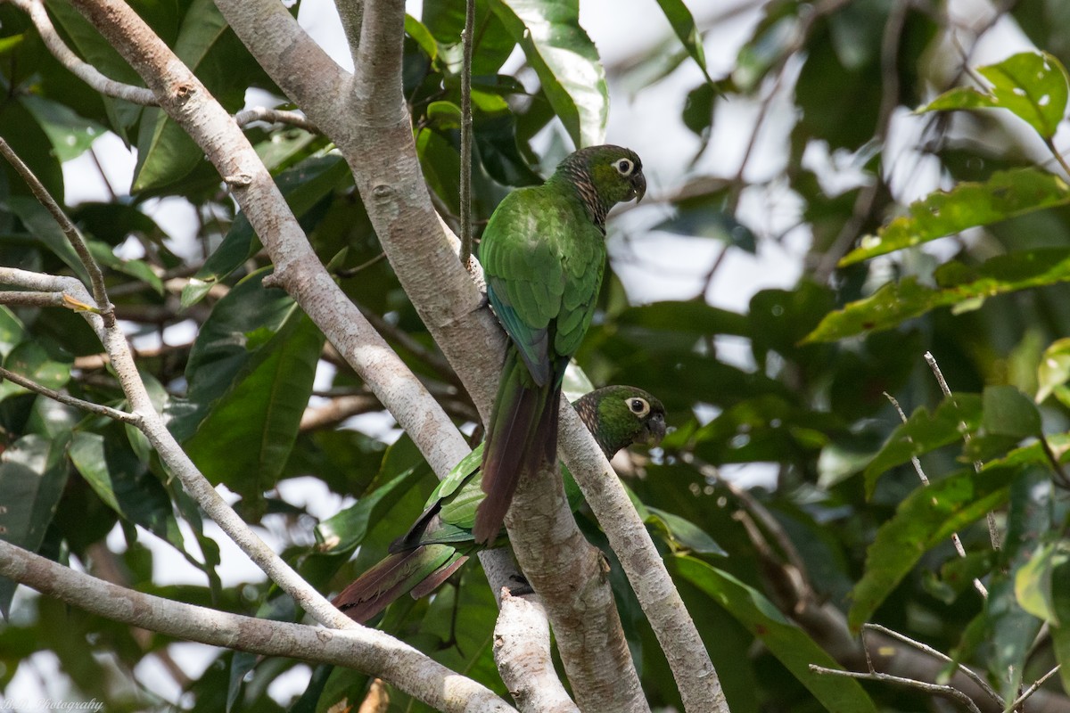 Maroon-tailed Parakeet - ML189489691