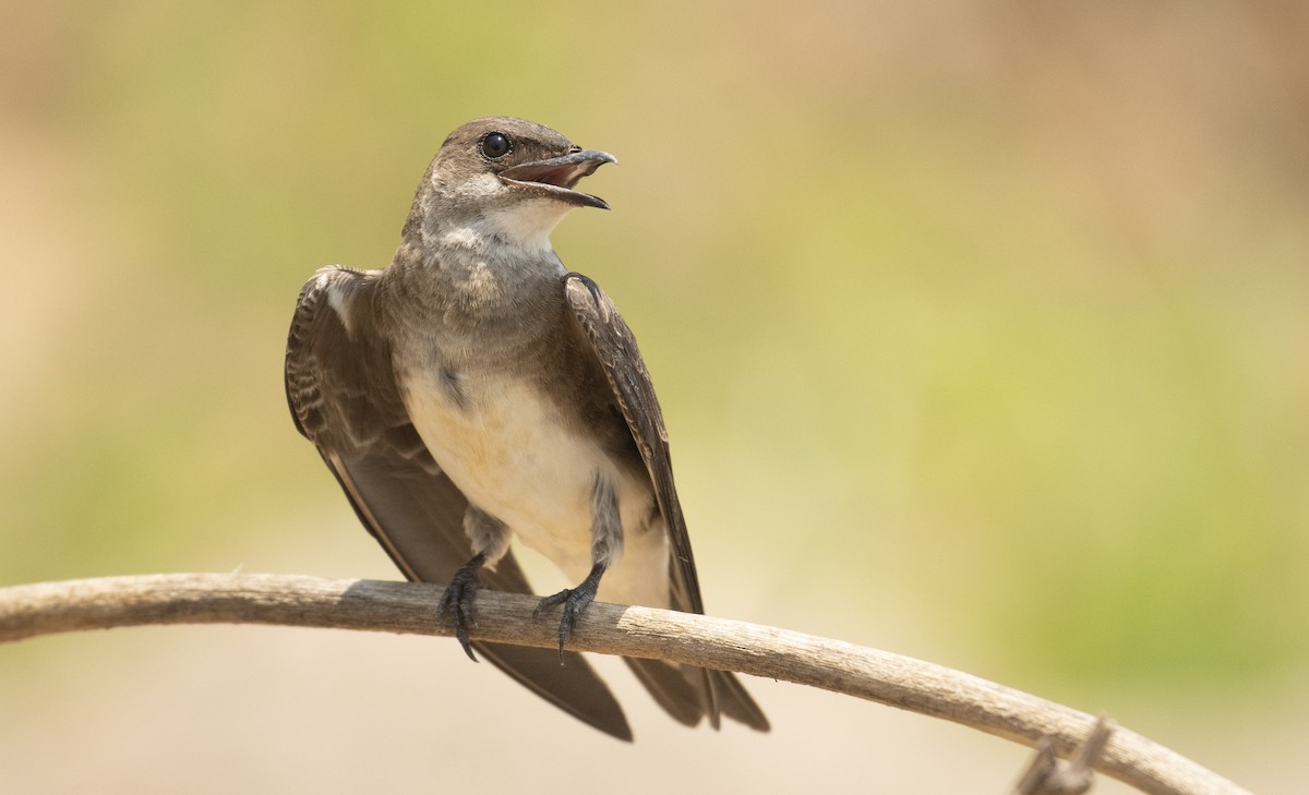 Brown-chested Martin - ML189489791