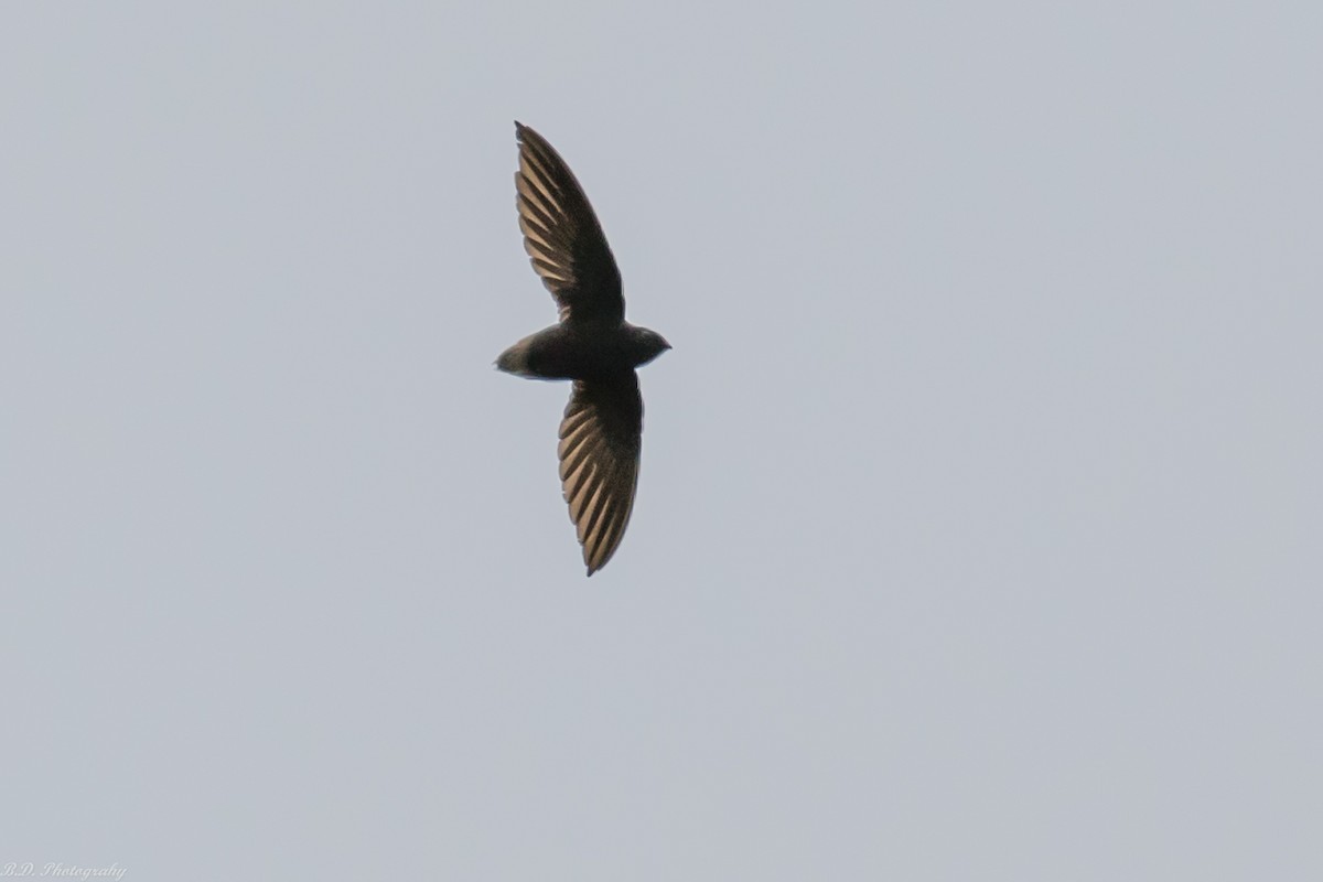 Short-tailed Swift - Blair Dudeck
