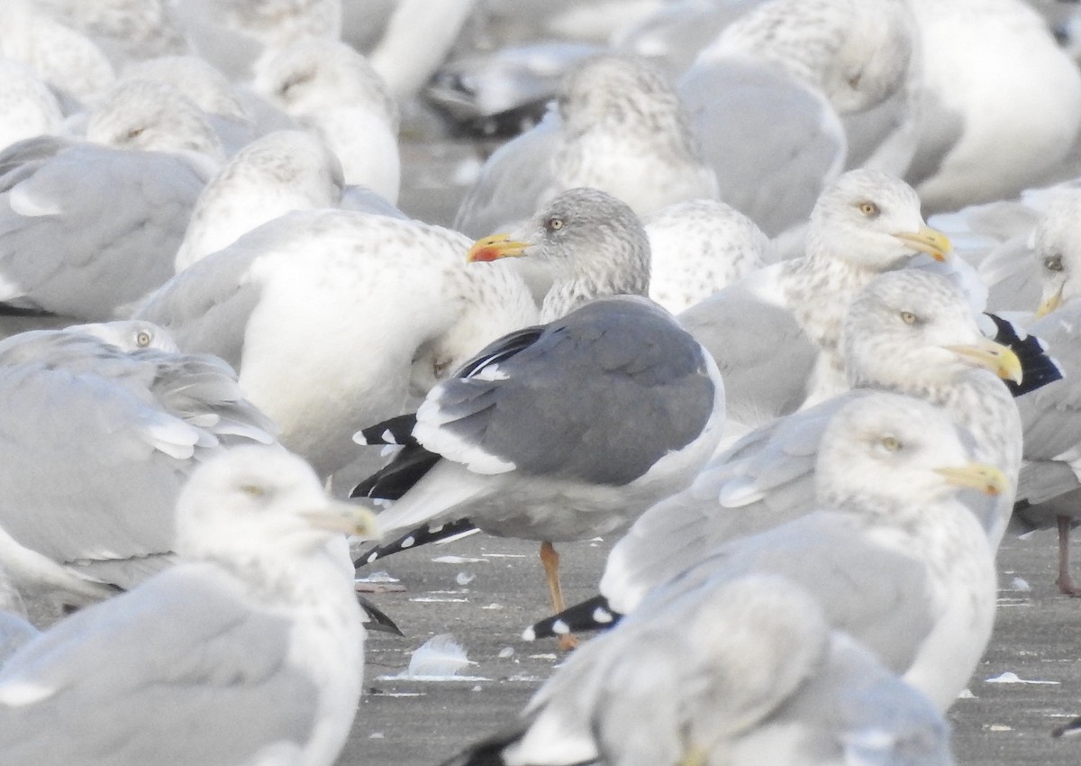 Lesser Black-backed Gull - Candy Giles