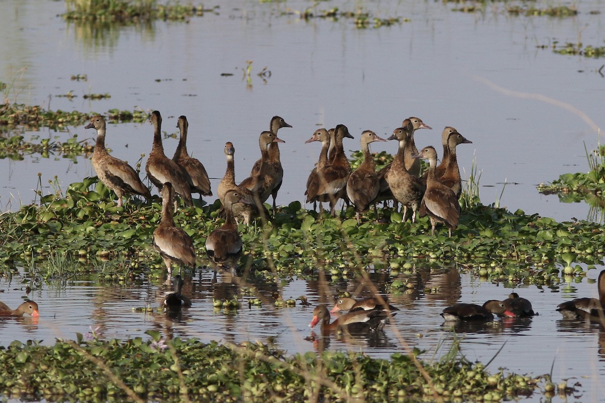 Fulvous Whistling-Duck - Russ Morgan