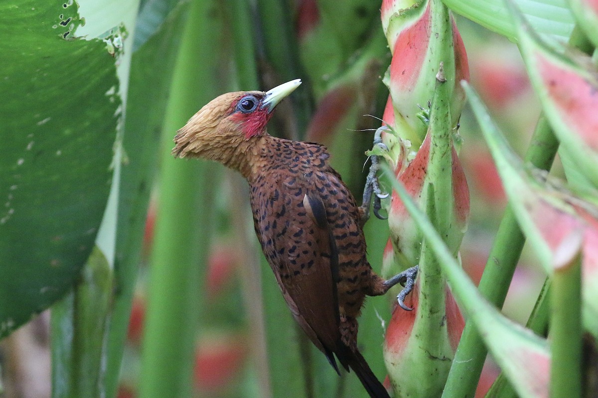 Chestnut-colored Woodpecker - ML189493571