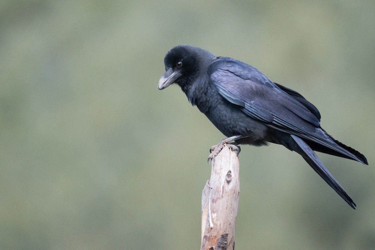 Large-billed Crow (Large-billed) - ML189495841