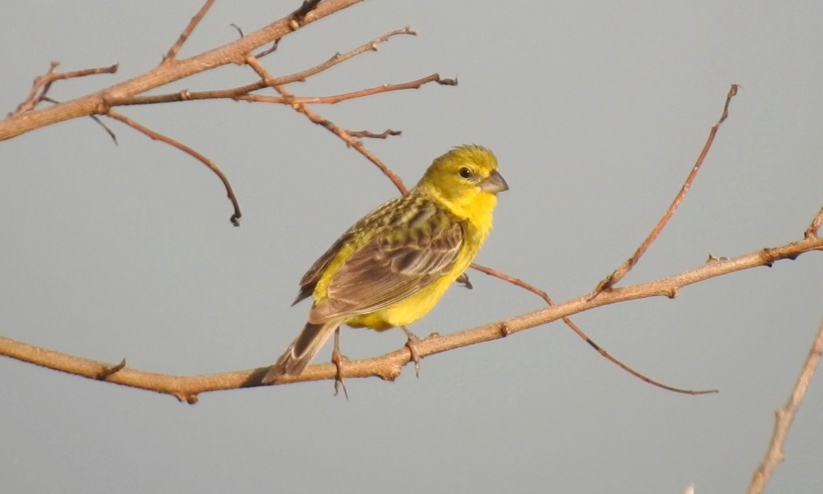 Grassland Yellow-Finch - grete pasch