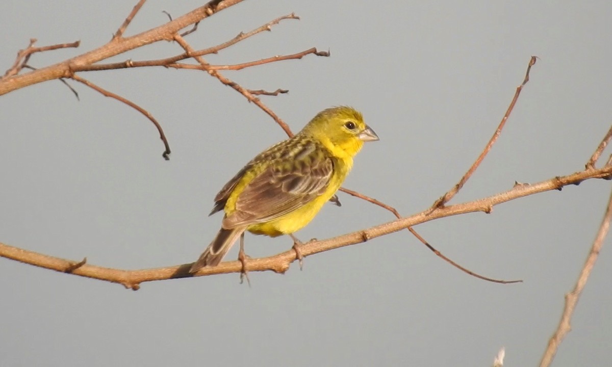 Grassland Yellow-Finch - ML189496341