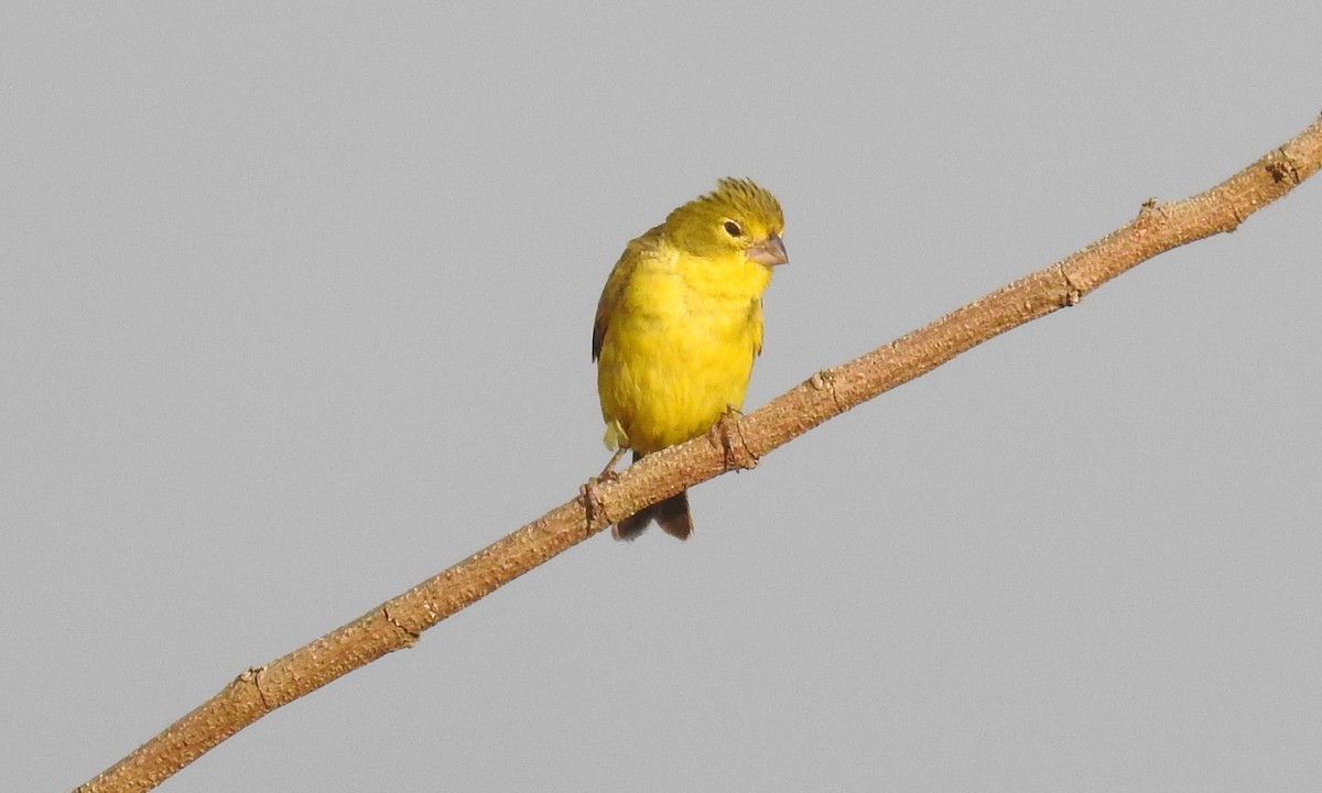 Grassland Yellow-Finch - grete pasch