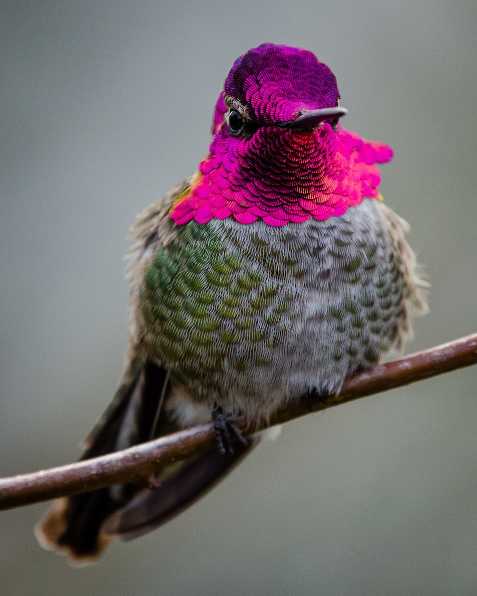 Anna's Hummingbird - ML189497751