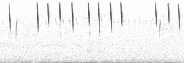 Светлокрылая трясохвостка - ML189499