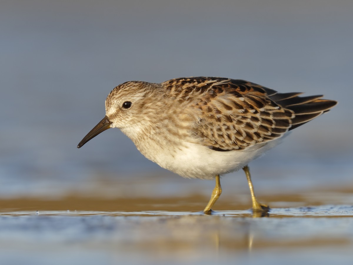 Least Sandpiper - Calidris minutilla - Birds of the World