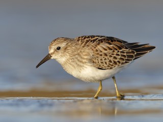  - Least Sandpiper