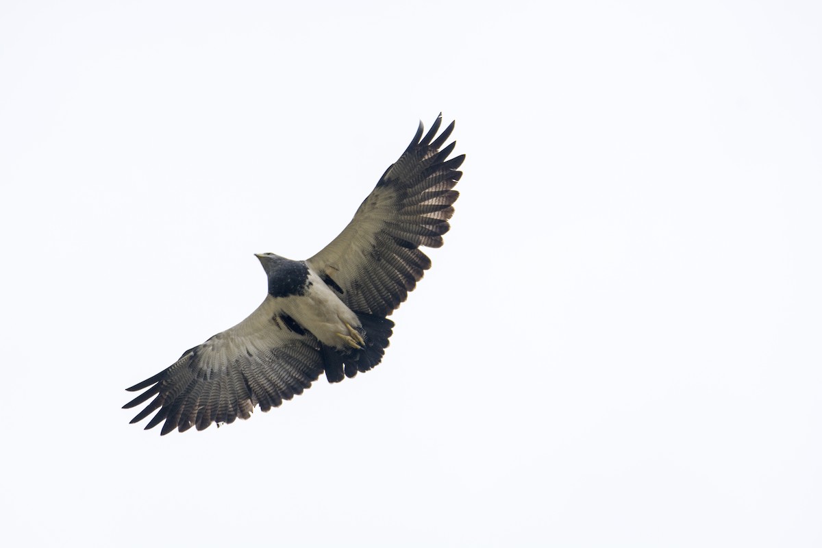 Black-chested Buzzard-Eagle - David F. Belmonte