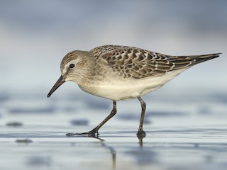  - White-rumped Sandpiper