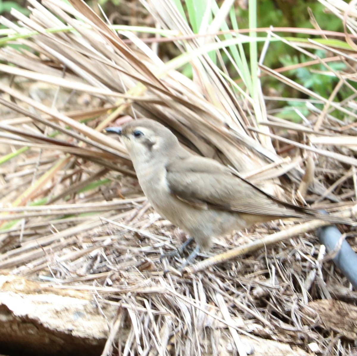 Black-eared Cuckoo - ML189501801
