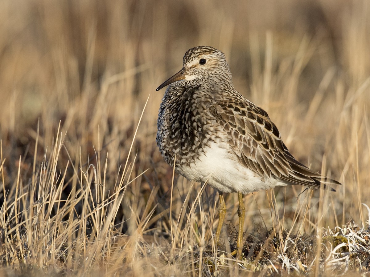 Pectoral Sandpiper - Calidris melanotos - Birds of the World