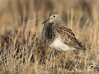  - Pectoral Sandpiper