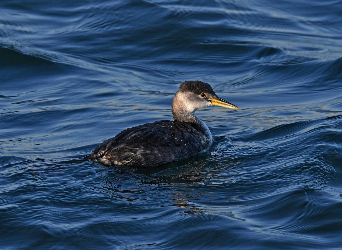Red-necked Grebe - Kat Byrd