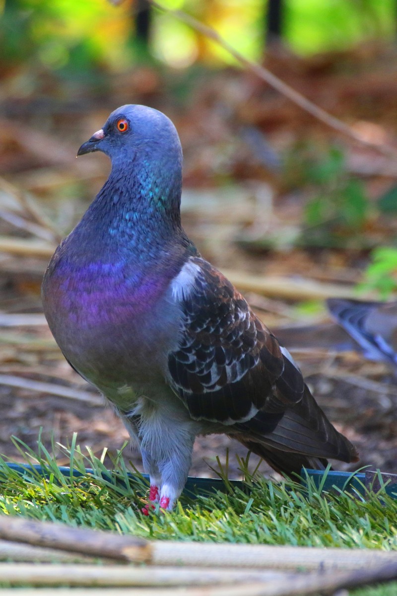 Rock Pigeon (Feral Pigeon) - ML189502841