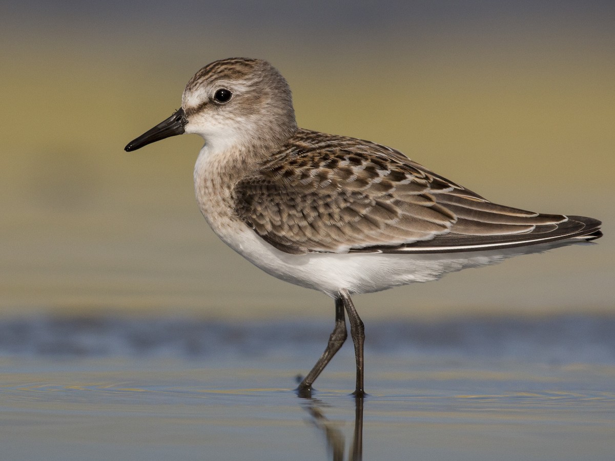 Sandpiper Sandpiper