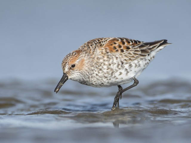 western sandpiper vs. semipalmated sandpiper