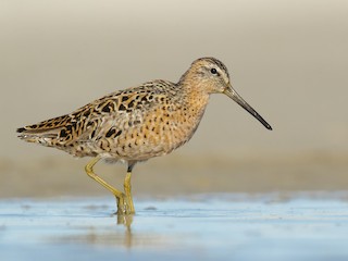  - Short-billed Dowitcher