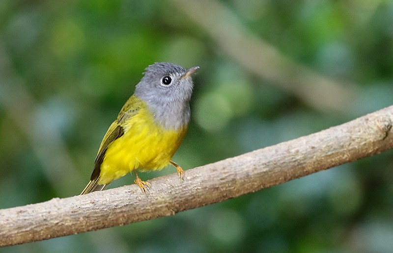 Gray-headed Canary-Flycatcher - Peter Ericsson