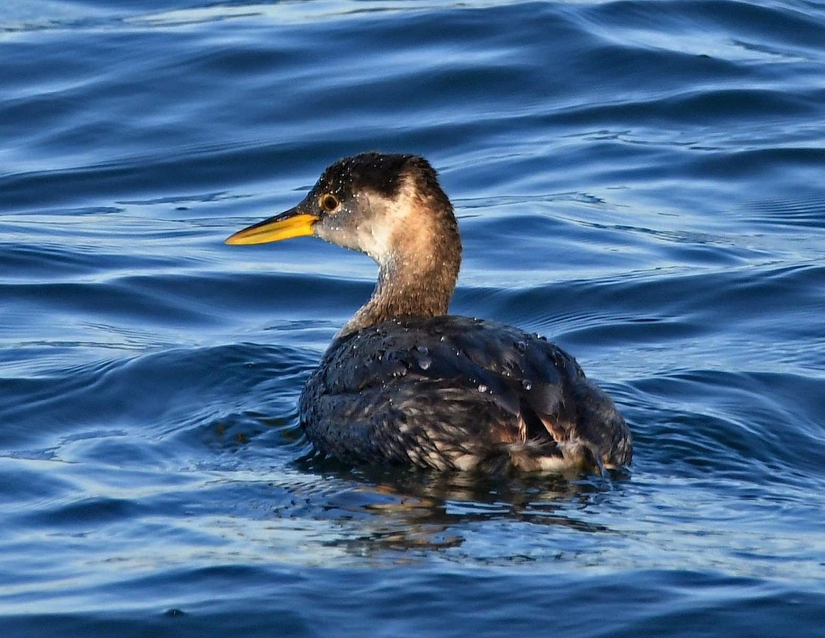 Red-necked Grebe - ML189504801