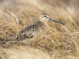  - Long-billed Dowitcher