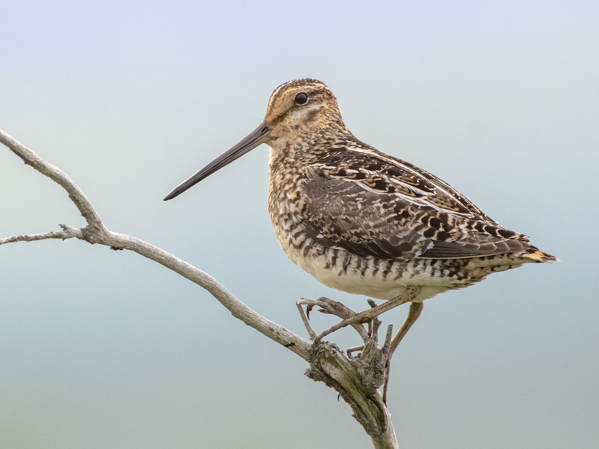 Wilson's Snipe - Gallinago Delicata - Birds Of The World