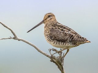  - Wilson's Snipe