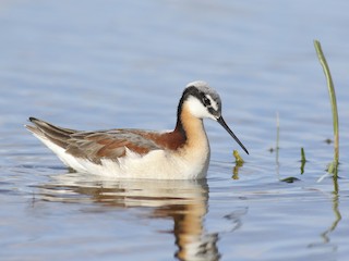  - Wilson's Phalarope