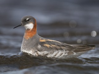  - Red-necked Phalarope
