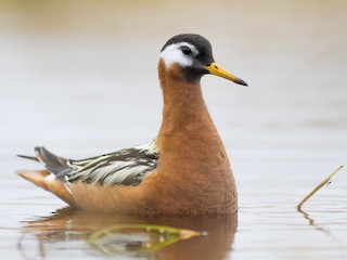  - Red Phalarope