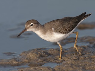  - Spotted Sandpiper