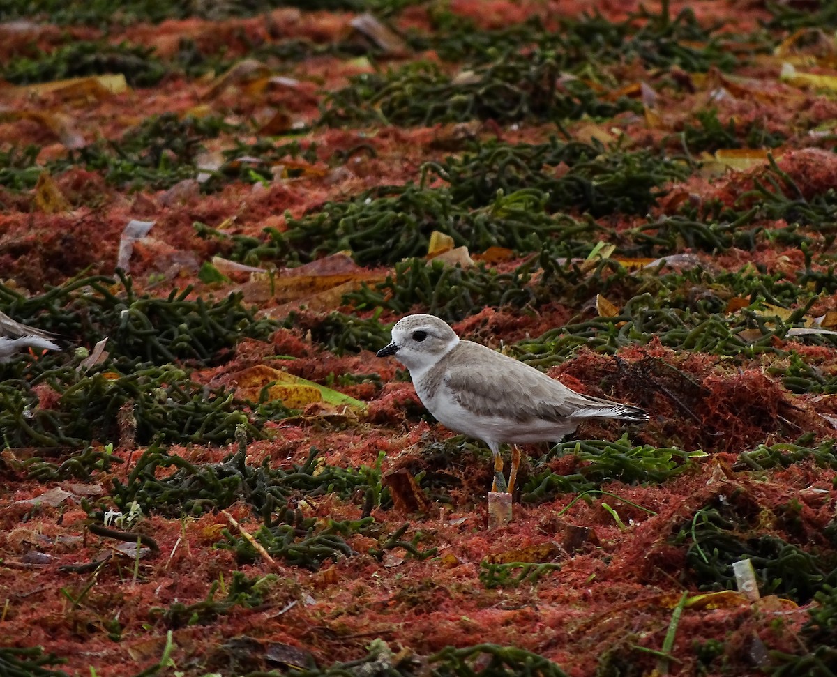 Piping Plover - ML189508951