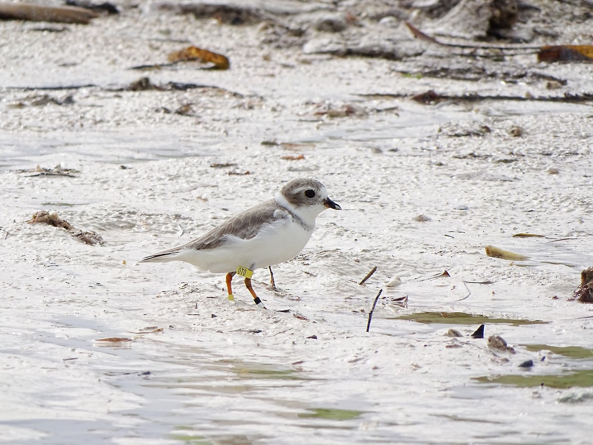 Piping Plover - ML189509101