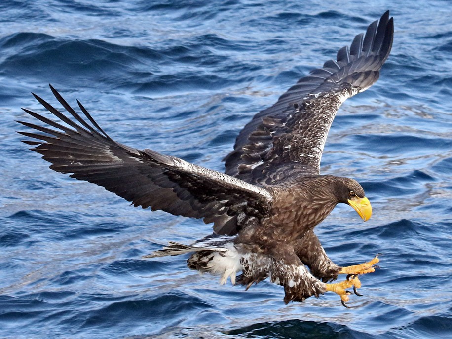 Steller's Sea-Eagle - eBird