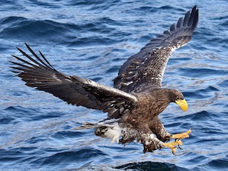 未成鳥 - Charley Hesse TROPICAL BIRDING - ML189509371