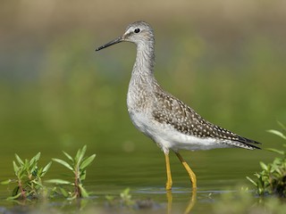  - Lesser Yellowlegs