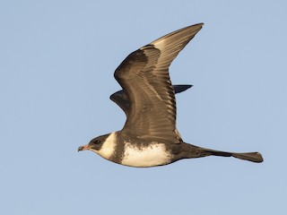  - Pomarine Jaeger