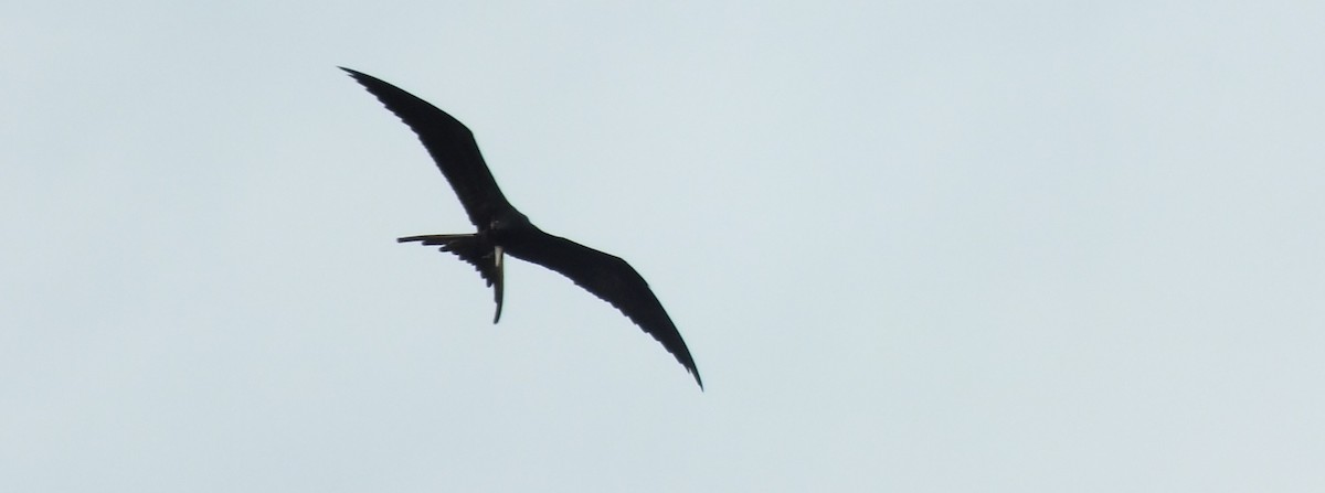 Magnificent Frigatebird - ML189511441