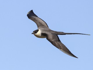  - Long-tailed Jaeger